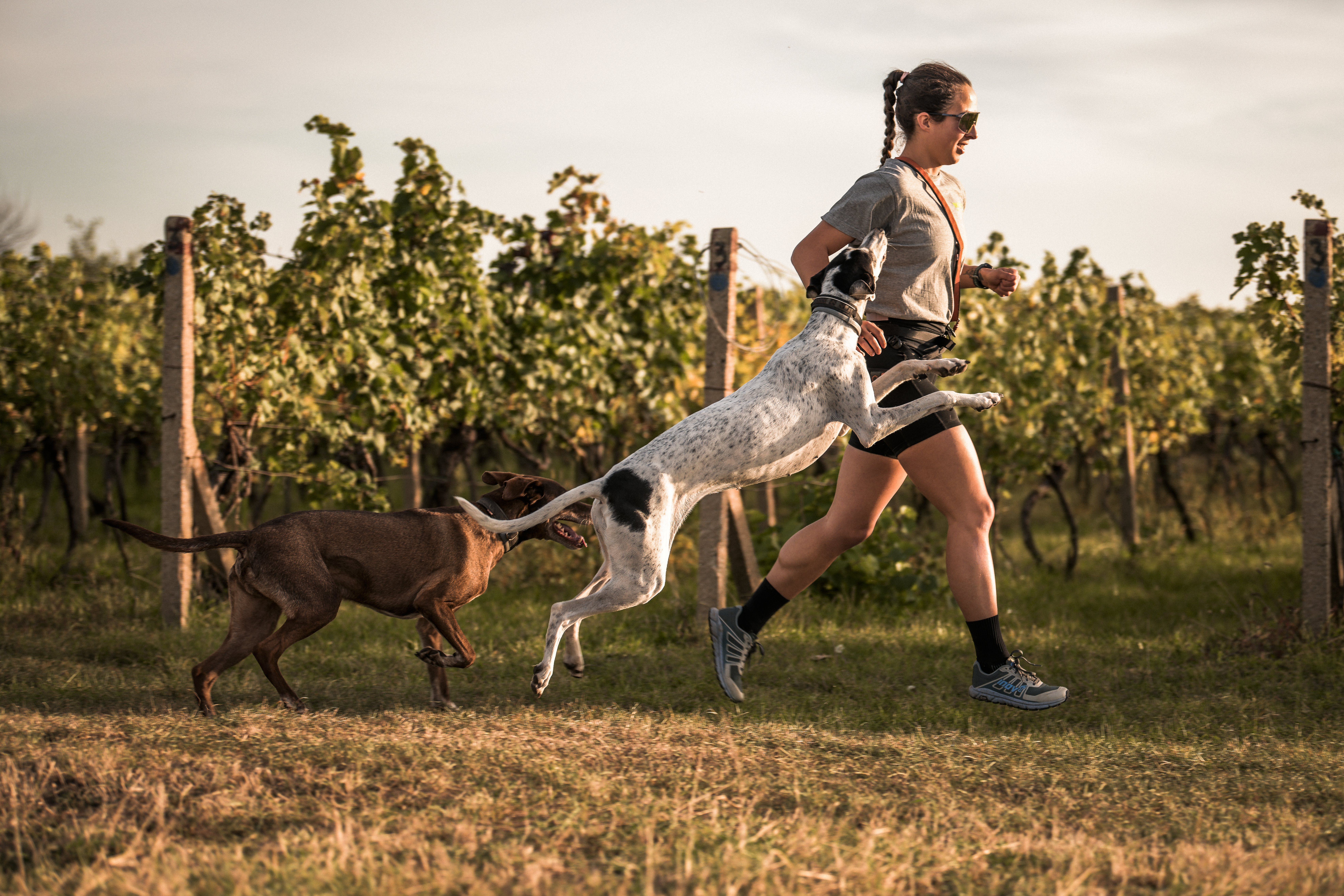 Běh se psem, 1. díl: Co je to canicross a bez jakého vybavení se neobejdete?