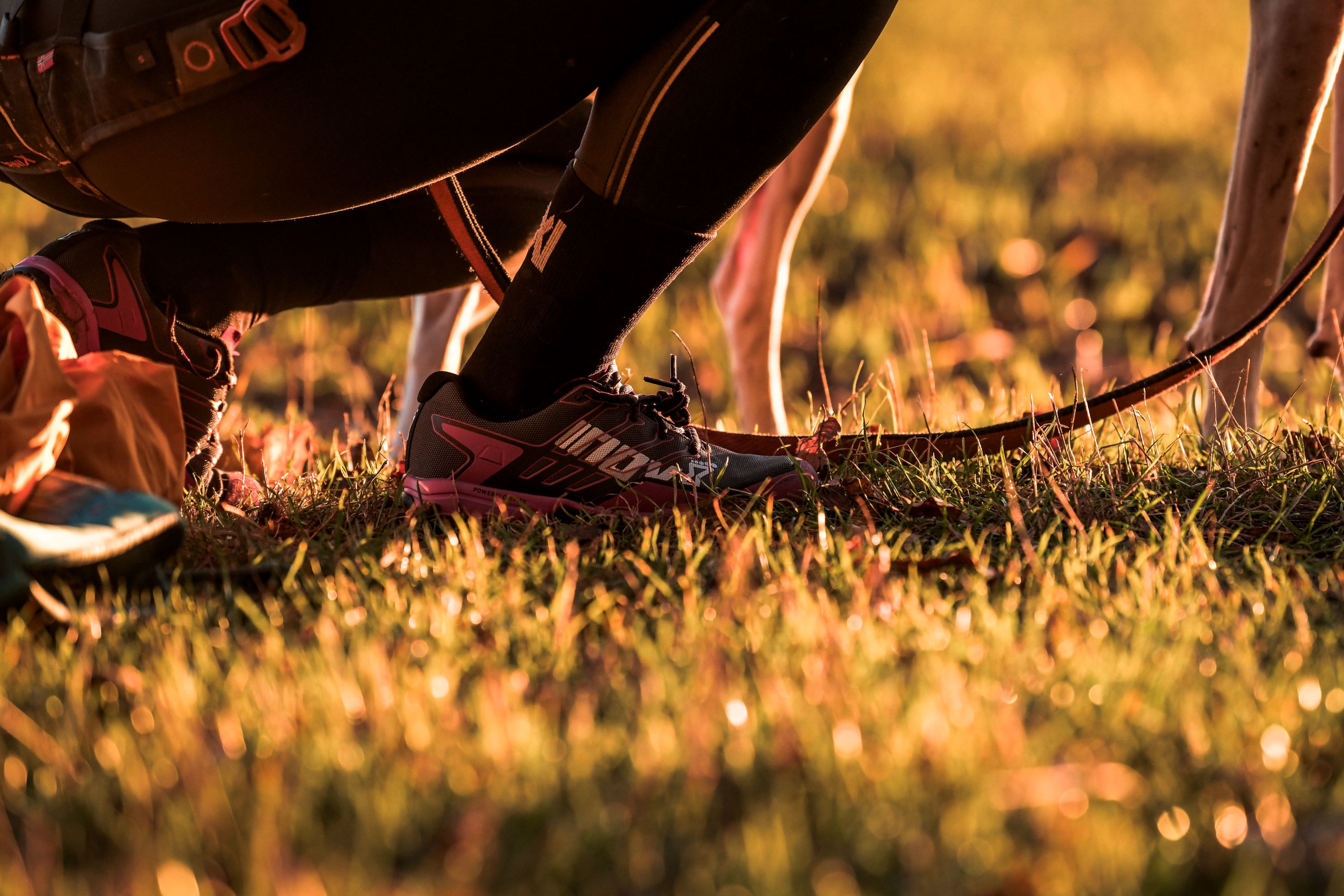 Běh se psem 2. díl: Jak začít s tréninkem a na co si dát pozor?